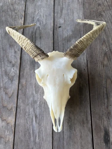 adult ewe, $175