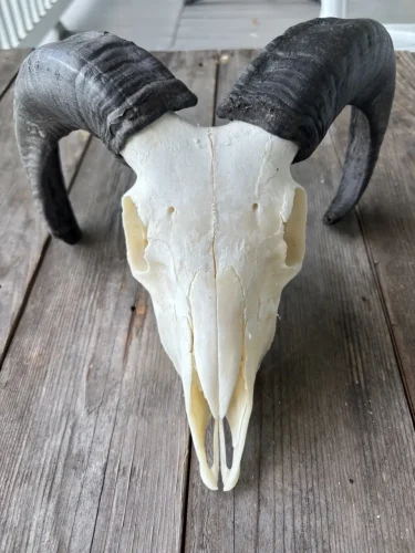 ram lamb, $150