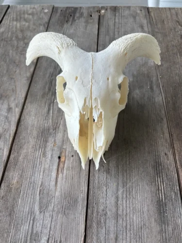 ram lamb, $65