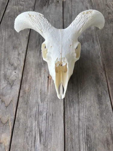 ram lamb, $65