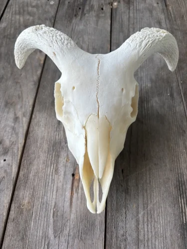 ram lamb, $75