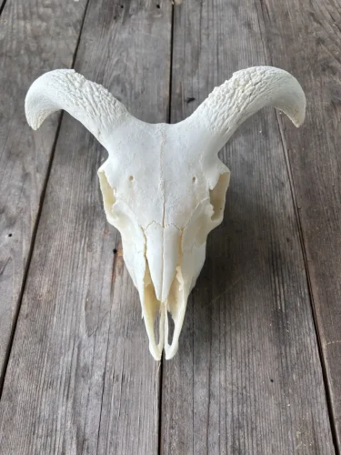 ram lamb, $75